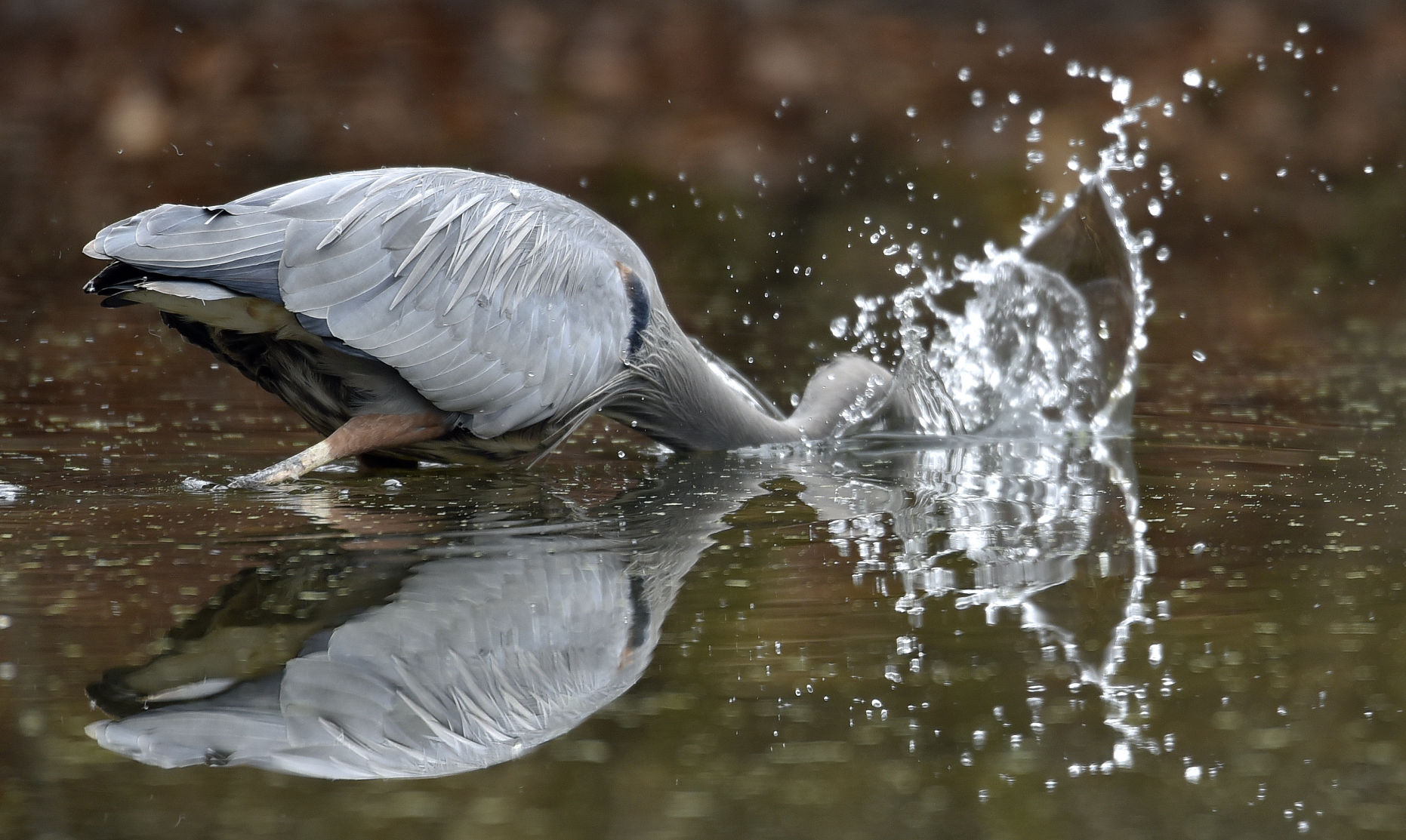 Great Blue Heron
